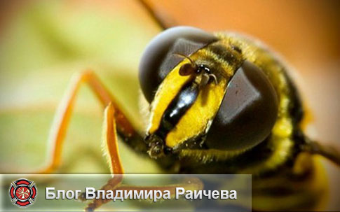 Чем нейтрализовать укус осы в домашних условиях Чем нейтрализовать укус осы в домашних условиях