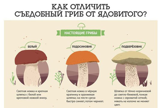 как-отличить-съедобные-грибы