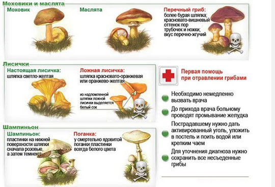съедобные-и-несъедобные-грибы